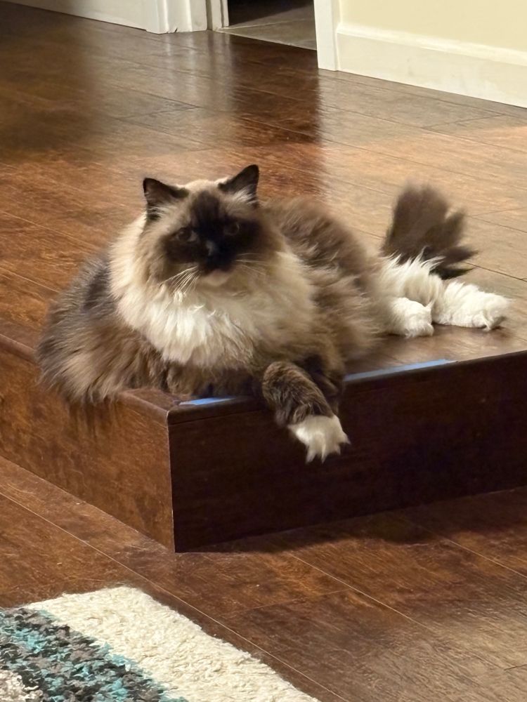 Mocha the ragdoll cat