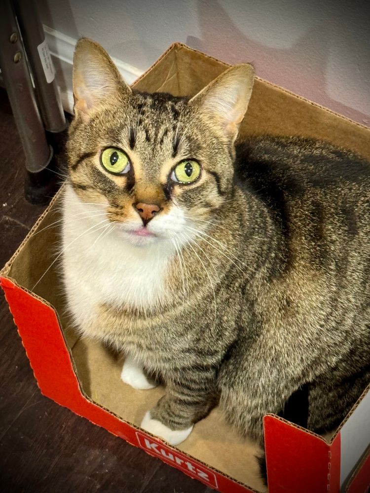 Ricky the cat, sitting in a box for hours on end 