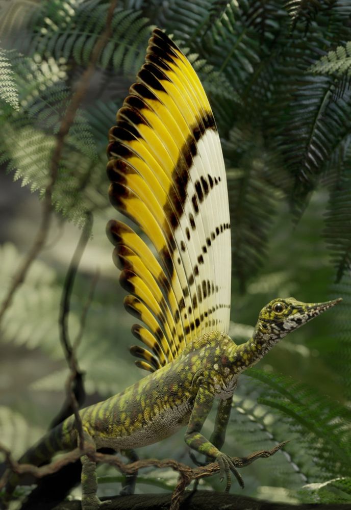 An artist's rendering of what this unique lizard looked like 