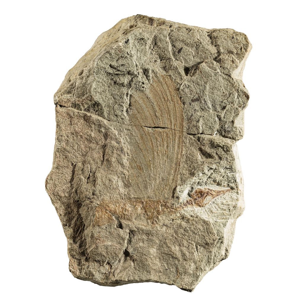 A fossil of Mirasaura grauvogeli that shows its bird-like skull and crest along its back.