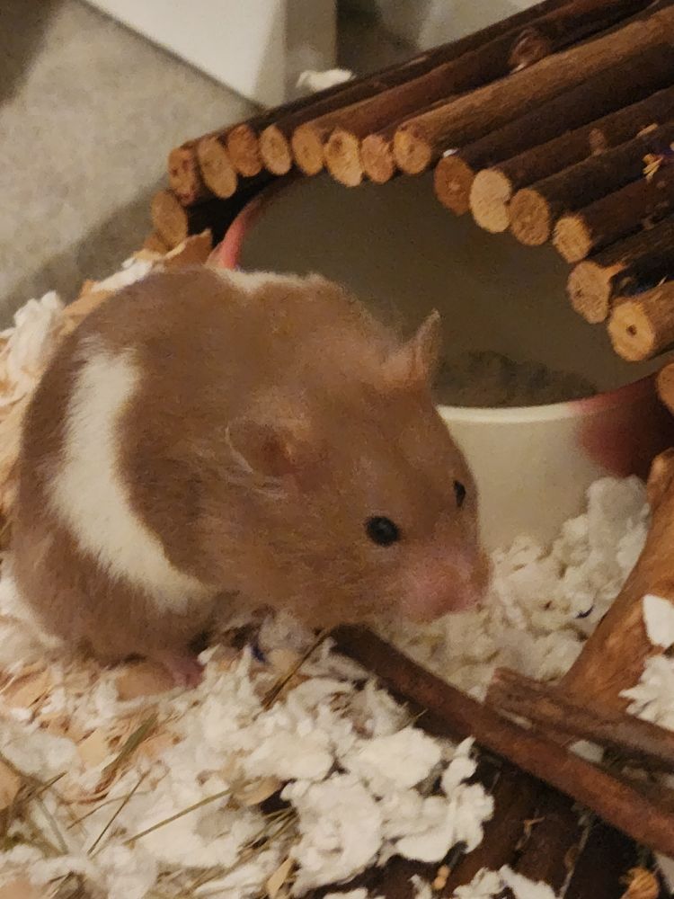 A medium length tortoiseshell coat Syrian hamster sitting alert on its haunch near some twig bridges and a pile of aspen shavings on paper bedding. Its ears are perked and it is craning forward, leaned against a ceramic pot.