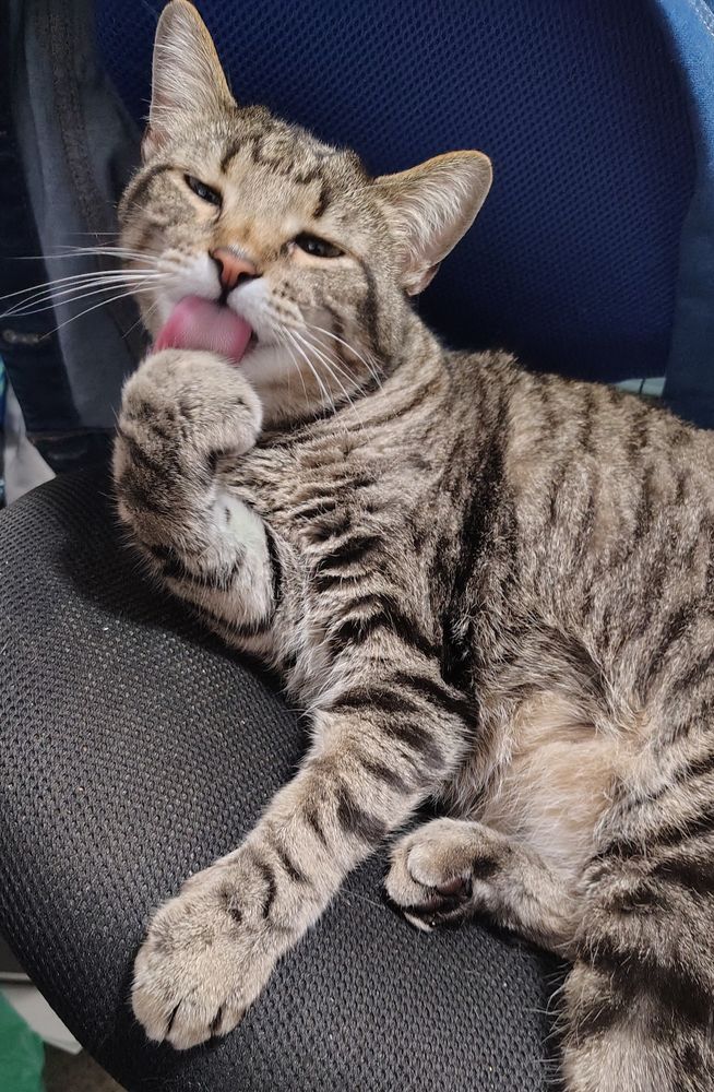Stripey boi licks his paw :)