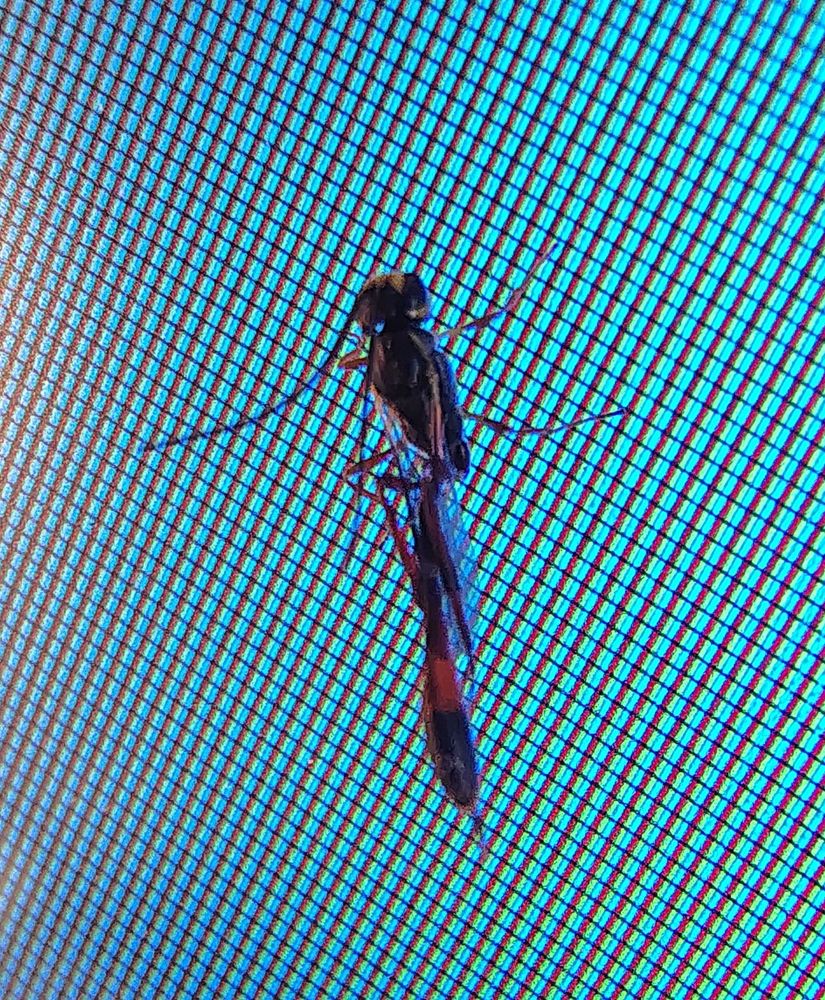 A bug with a long abdomen and what may be a stinger. Individual pixels of the screen it is standing on can be seen.