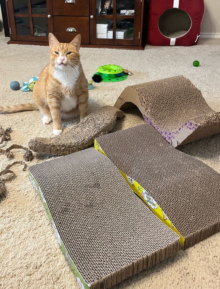 Cat mid-meow showcasing his cardboard