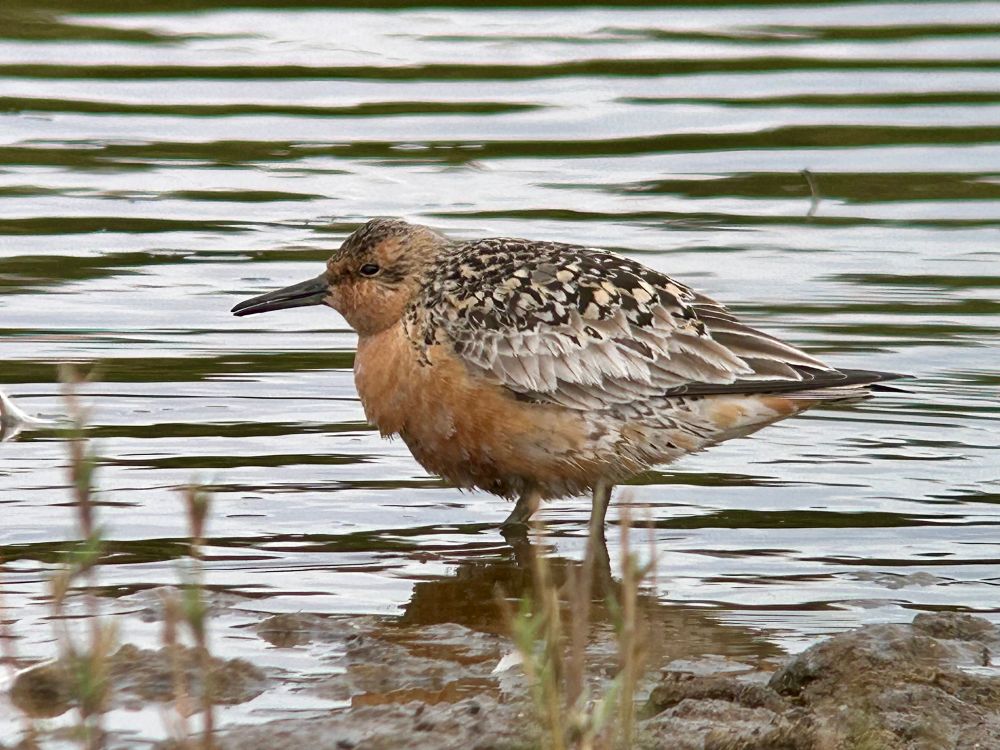 Knot on Canal Scrape, Spurn 21/7/25