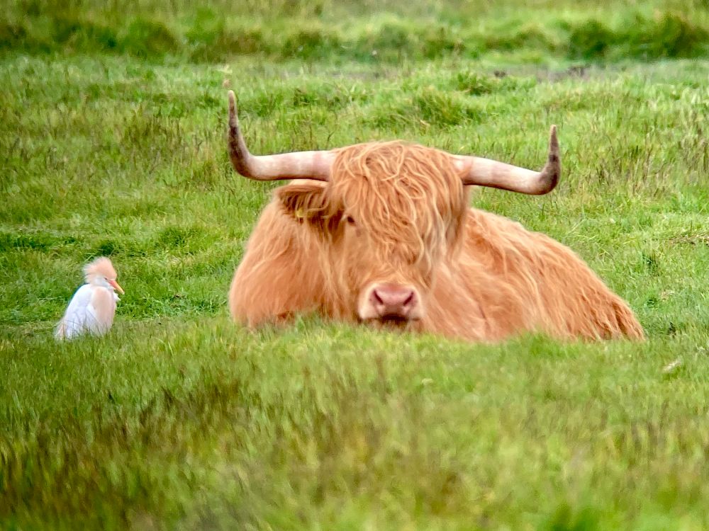 Cattle Egret with Highland Cattle in the Triangle, Spurn 24/5/25