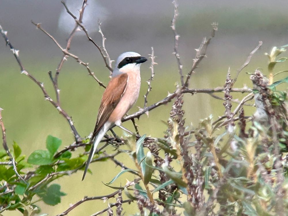 Red-backed Shrike, the Warren 18/7/25