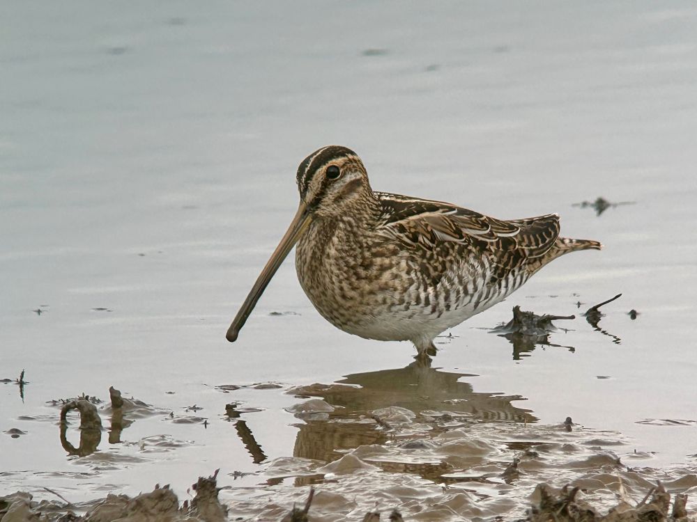 Common Snipe on the Canal Scrape, Spurn 7/8/25