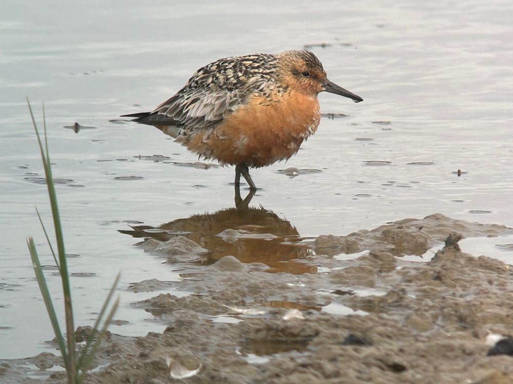 Knot on Canal Scrape, Spurn 21/7/25