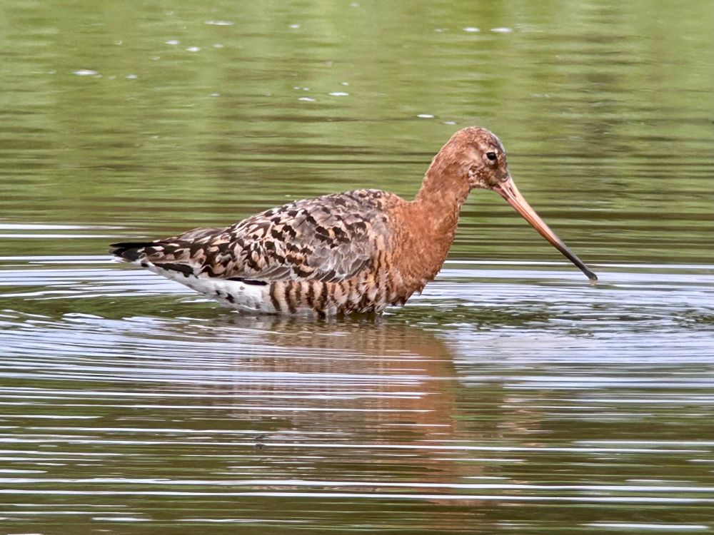 Black-tailed Godwit on Canal Scrape, Spurn 21/7/25