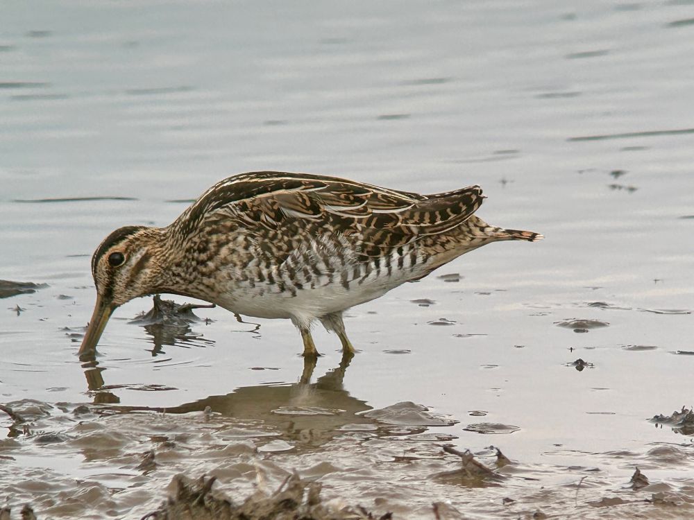 Common Snipe on Canal Scrape, Spurn 7/8/25