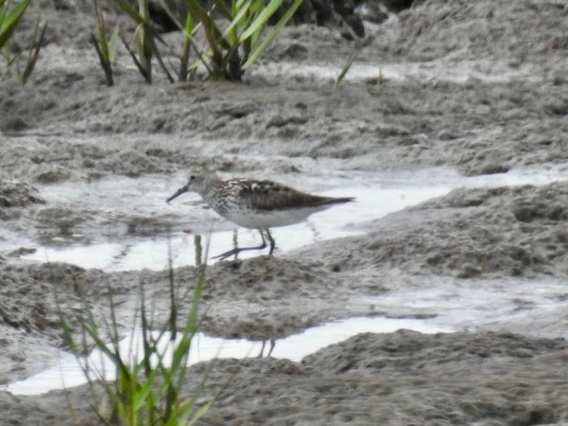White-rumped Sandpiper at the Warren, Spurn 22/7/25