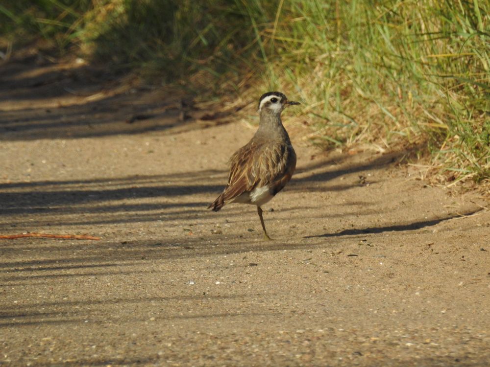 Dotterel on the road at Chalk Bank, Spurn 26/5/25.