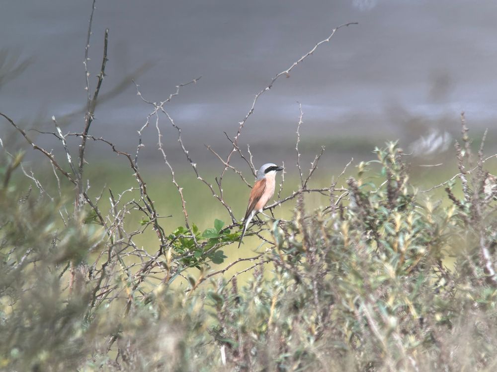 Male Red-backed Shrike
