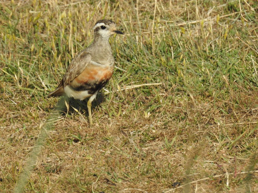 Dotterel.
