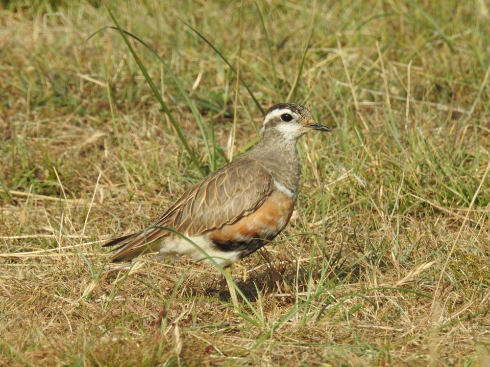 Dotterel on Chalk Bank Sheep Fields, Spurn 25/5/25.