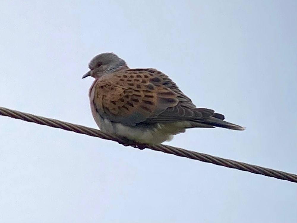 Turtle Dove, Spurn 2/6/25