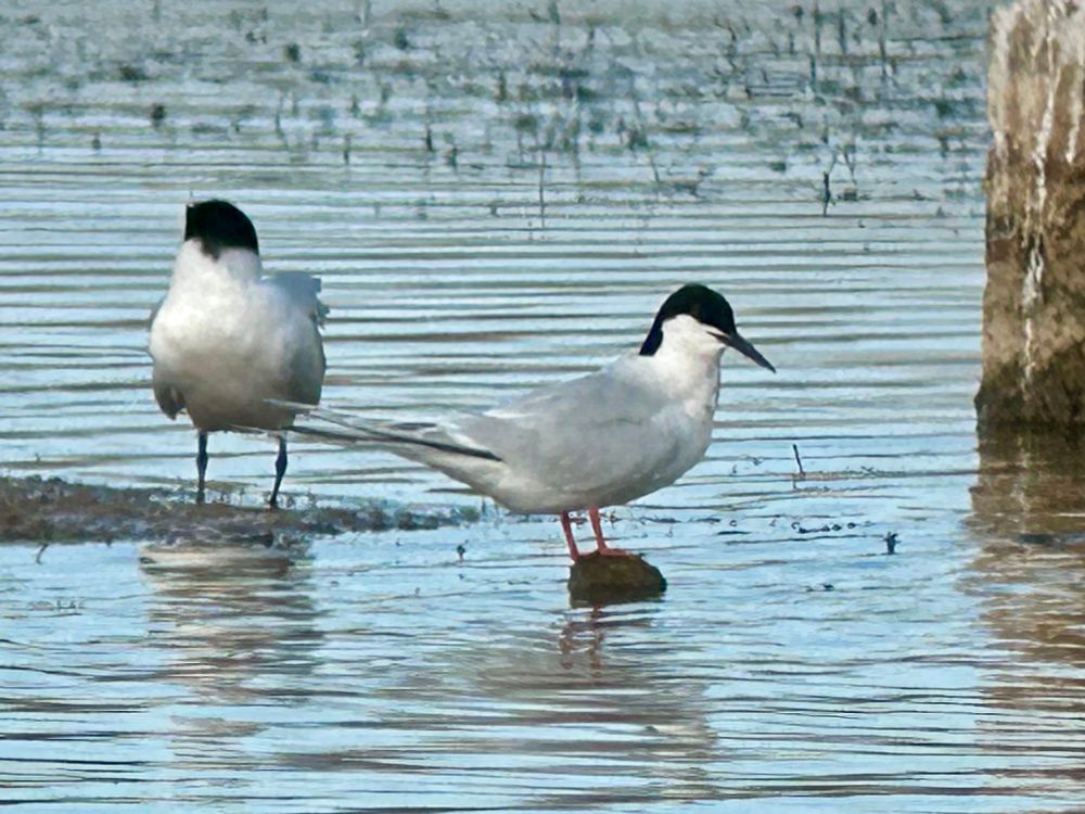 Roseate Tern, Beacon Ponds