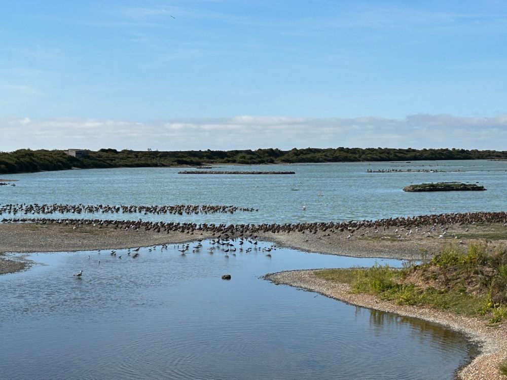 Waders roosting at RSPB Snettisham from South Screen