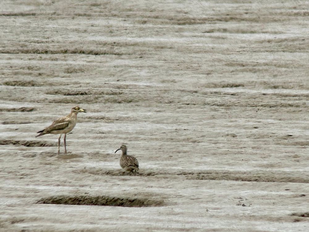 Stone Curlew on Humber Estuary 26/7/25
