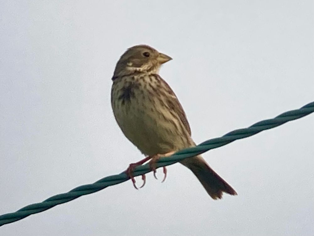 Corn Bunting, Spurn 31/5/25