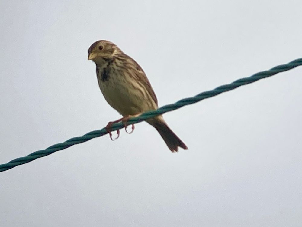 Corn Bunting, Spurn 31/5/25