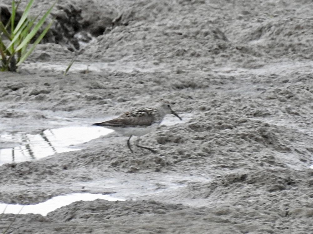 White-rumped Sandpiper at the Warren, Spurn 22/7/25