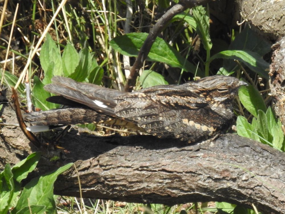 Nightjar at Chalk Bank, Spurn peninsula 22/5/25