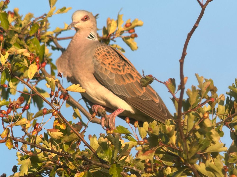 Turtle Dove, RSPB Snettisham (Norfolk)