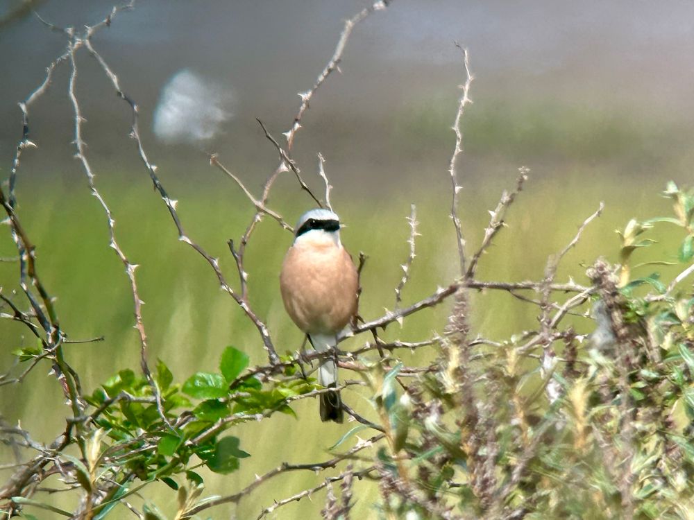 Red-backed Shrike, the Warren 18/7/25