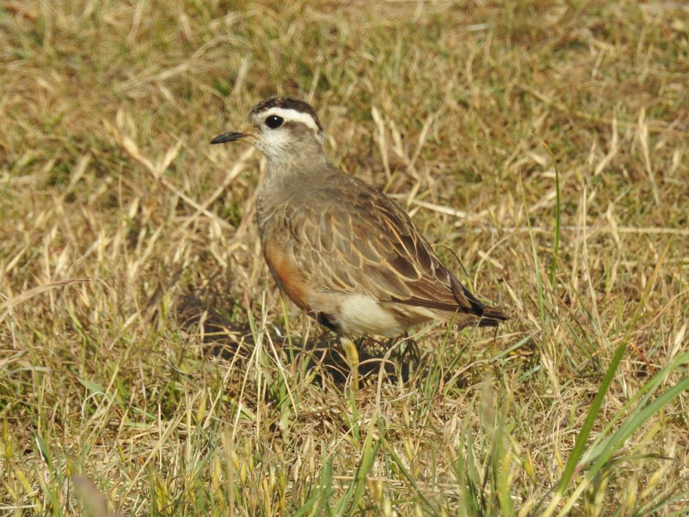 Dotterel.