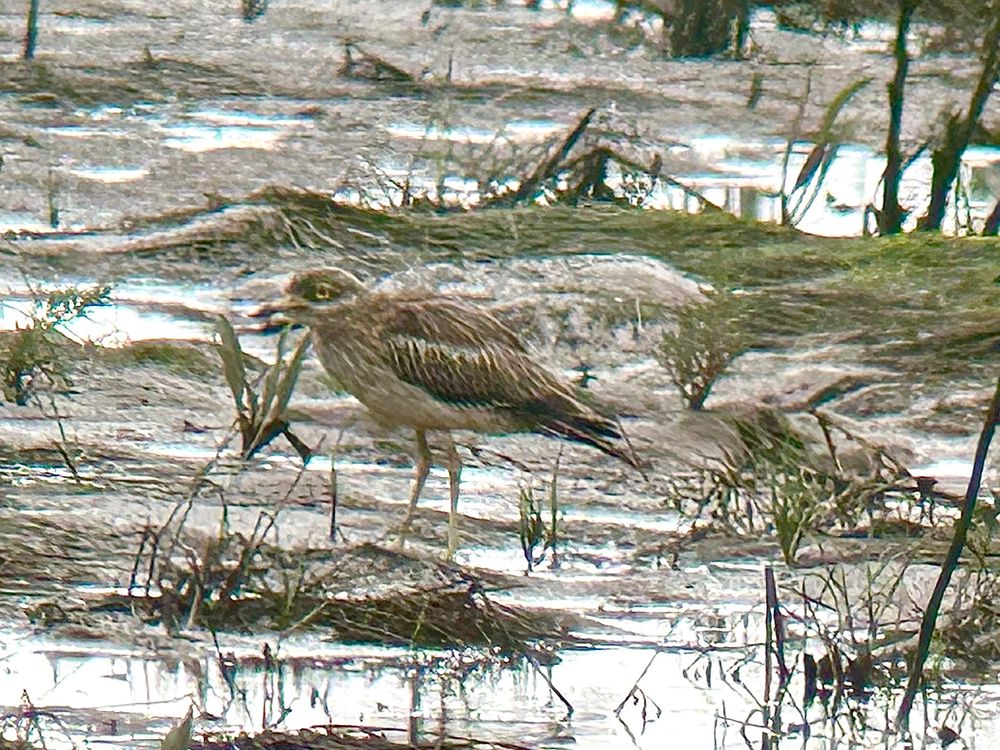 Stone Curlew at the Outstrays, Skeffling 20/7/25