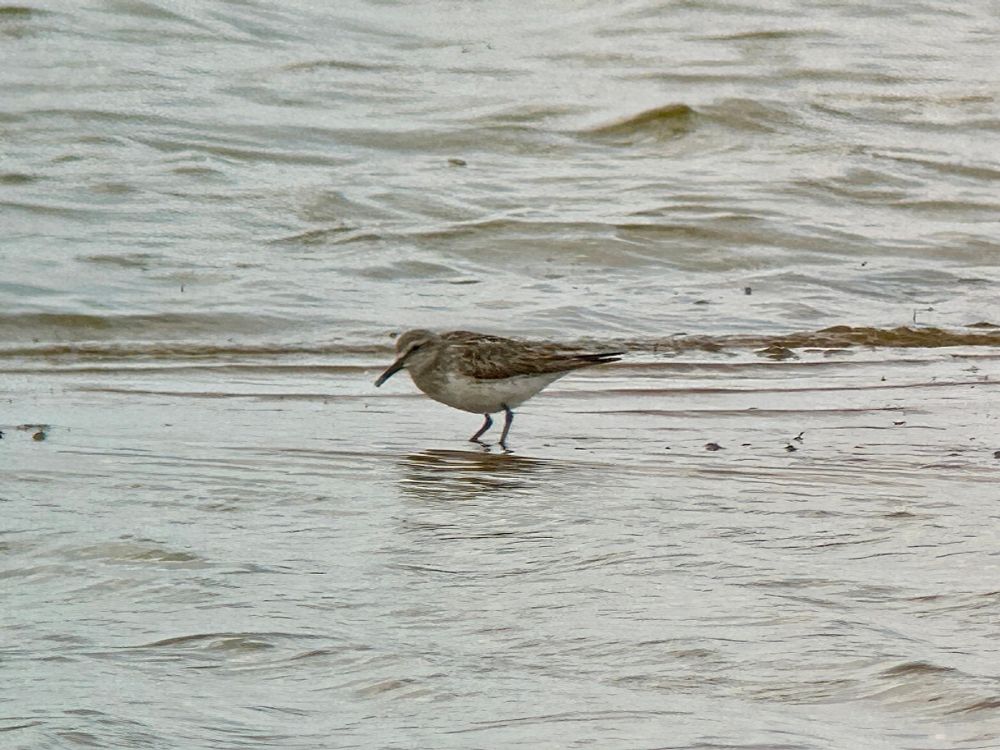 White-rumped Sandpiper, Beacon Ponds 9/8/25