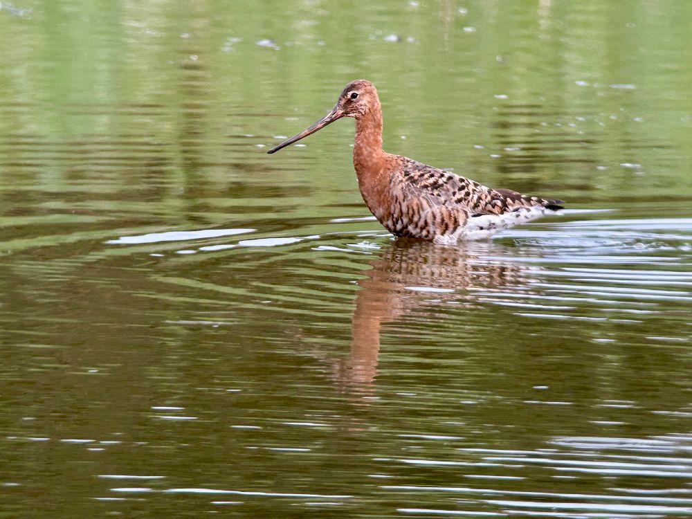 Black-tailed Godwit on Canal Scrape, Spurn 21/7/25