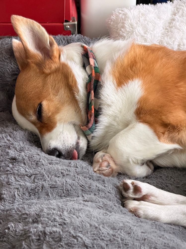 A corgi, mostly asleep on a dog bed with his tongue out.