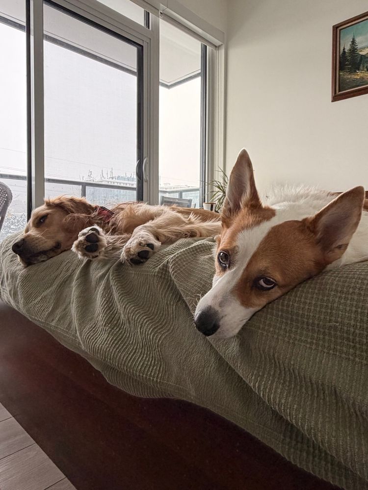 A golden retriever and a corgi lay on top of a bed, eyeing the photographer.
