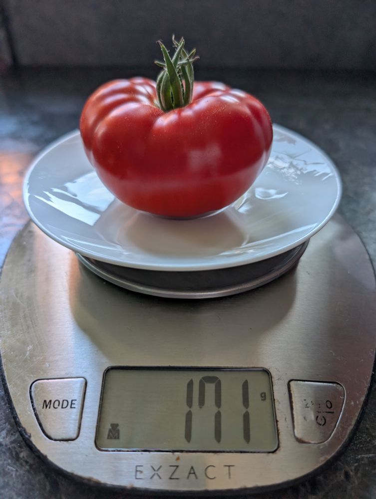Eine Tomate der besagten Sorte auf einer Küchenwaage, sie wiegt 171 Gramm.