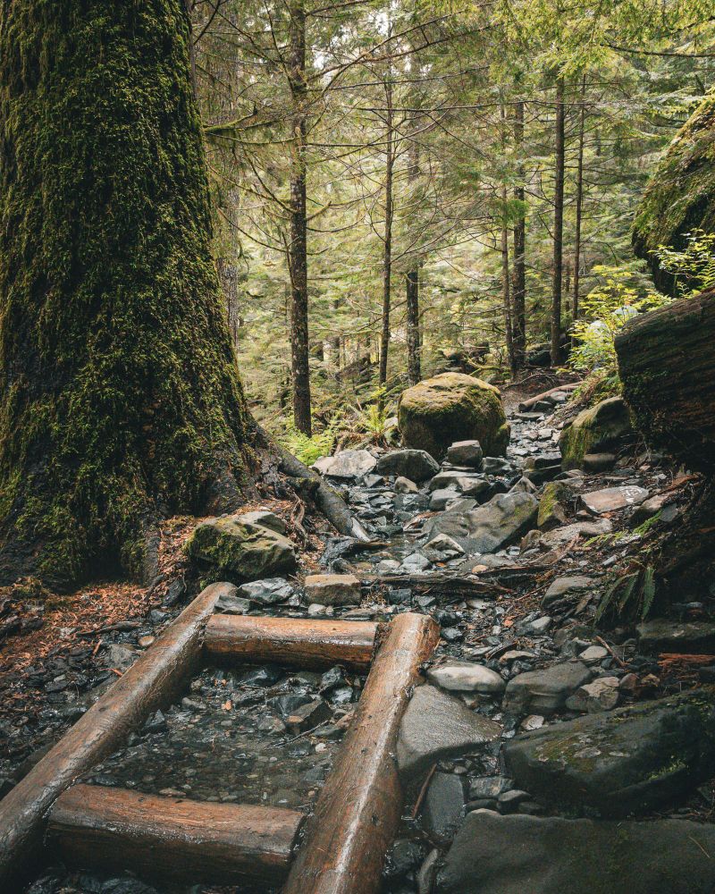 Rain darkened logs forming a small step across a rocky trickle on a forest trail; moss covered boulders, a massive tree trunk, and ferns under a soft, overcast evergreen canopy.