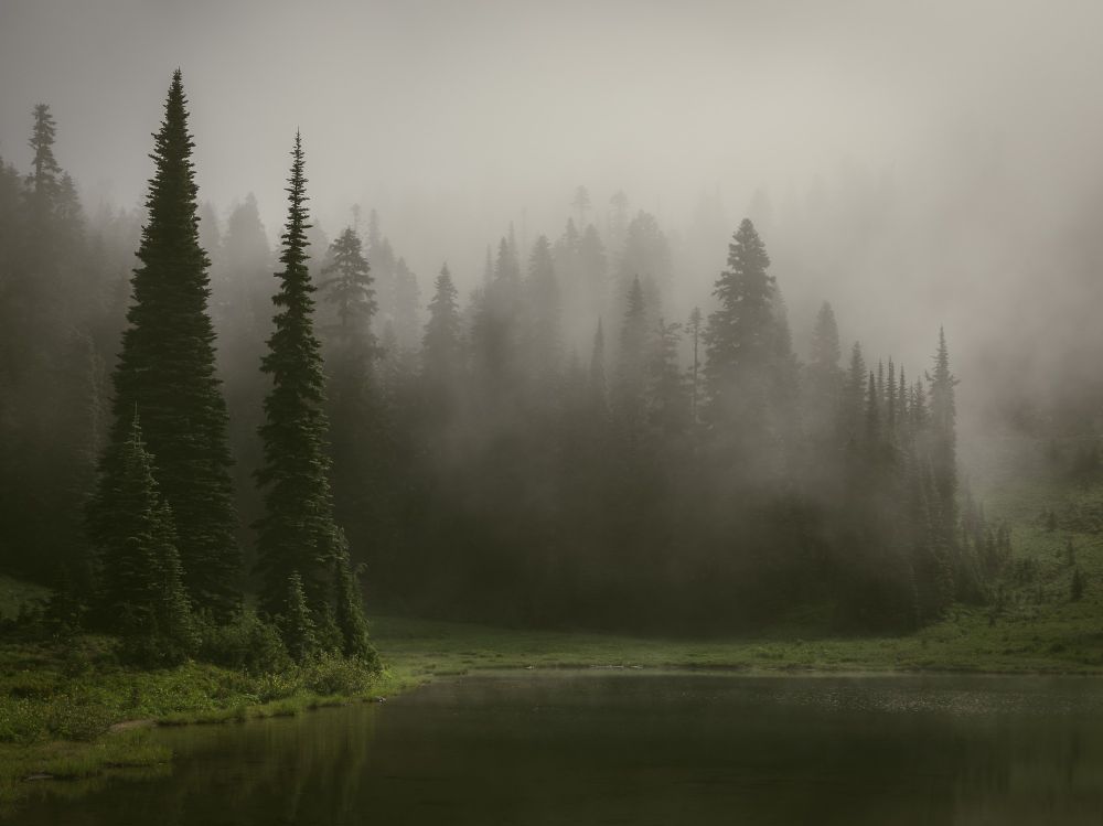 Mist drifts through a dense forest of tall evergreen trees along the edge of a calm, reflective pond in Mount Rainier National Park. The soft, diffused light and thick fog give the scene a moody, mysterious atmosphere.