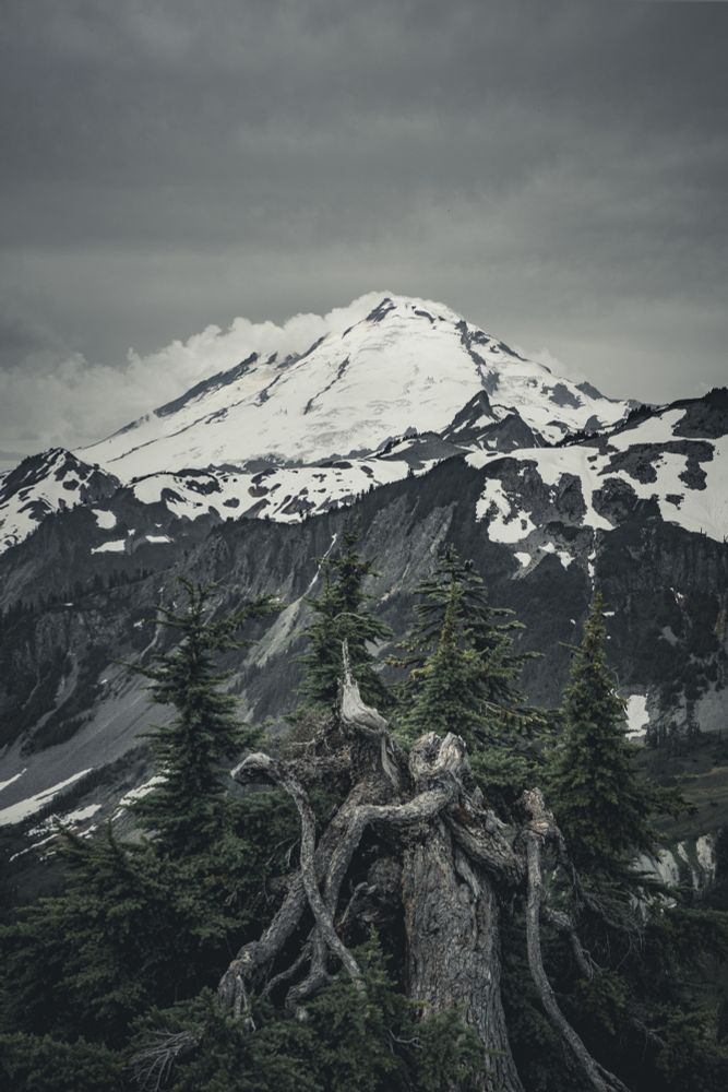 Snow-covered Mount Baker rises under a moody gray sky, with rugged cliffs and patches of snow in the foreground. A gnarled, weathered tree trunk surrounded by evergreens anchors the foreground, adding texture and depth to the alpine scene.