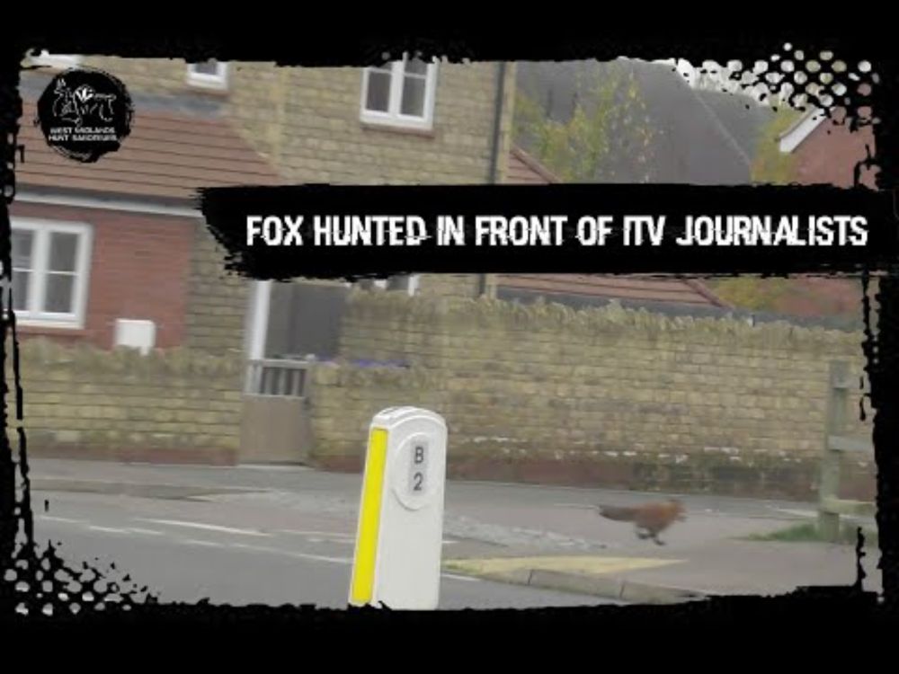 Fox hunted in front of ITV journalists