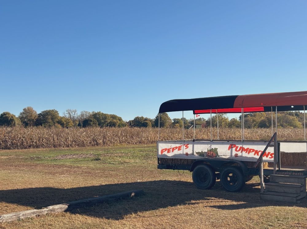 View of the cornfield at the pumpkin patch. The tractor ride can be seen and says “Pépé’s Pumpkins”