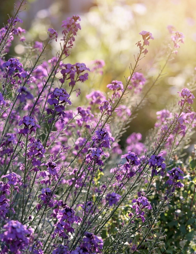 The mauve flowers of Erysimum Bowles Mauve leaning to the right and into the evening light 