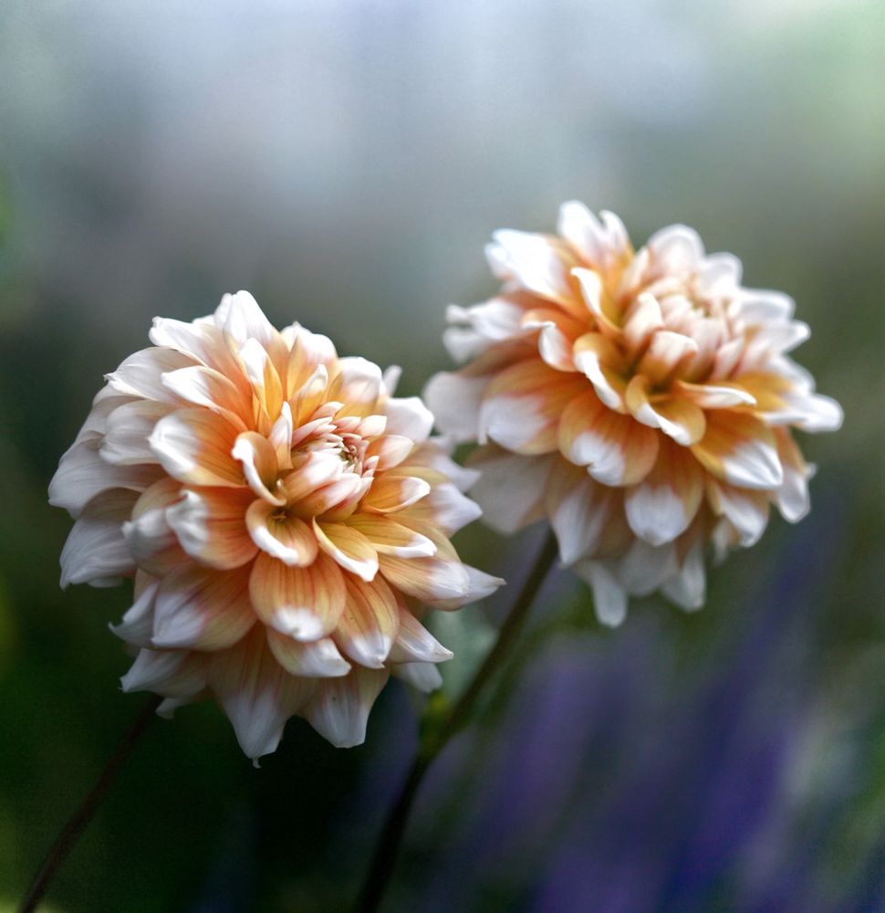 Yellow and white dahlia flowers - two of them- this dahlia is called ‘Seattle’ 