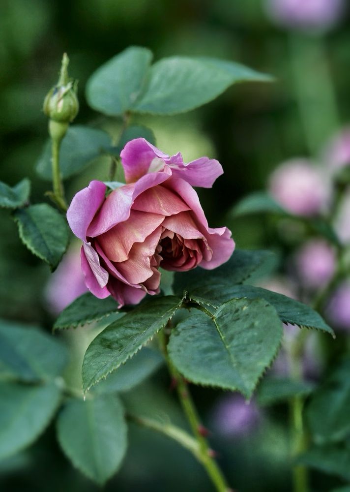 A pink rose called ‘Emma Bridgewater’ the photo shows the half opened pink and apricot bloom atop green leaves. A closed rose bud sits above and to the left of the opened rose flower 