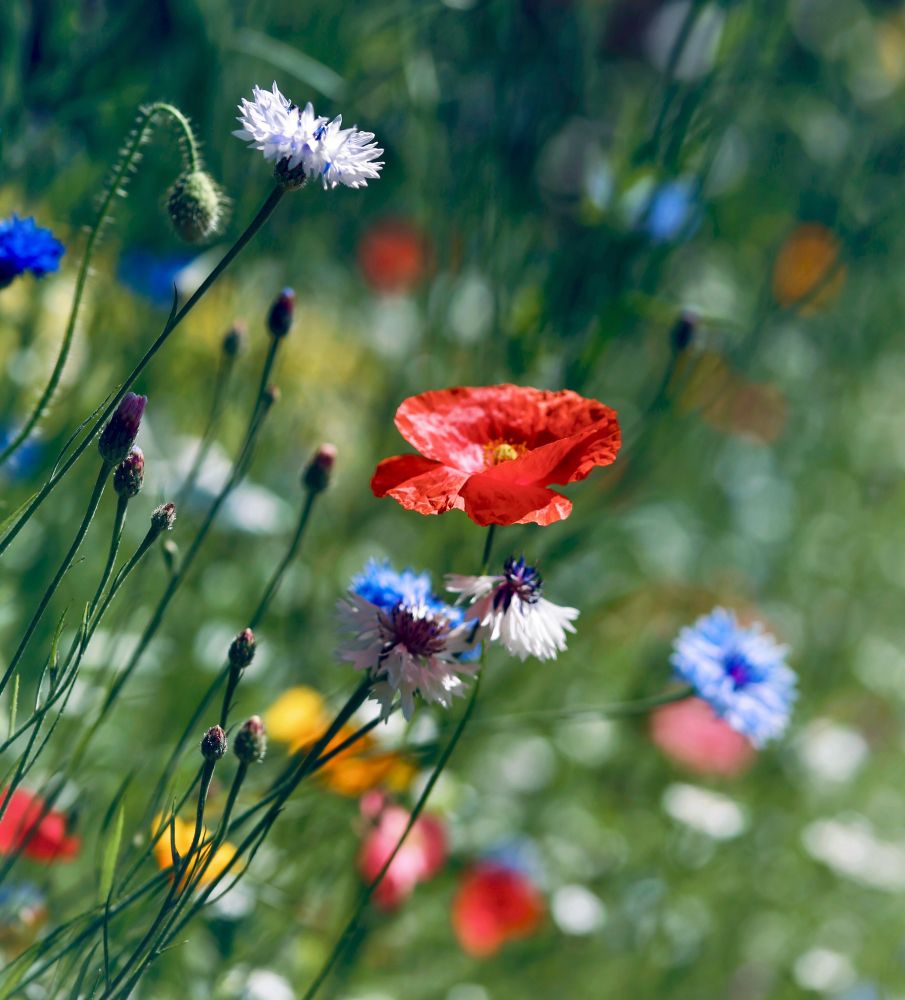 A mix of poppies and cornflowers with a green background. 