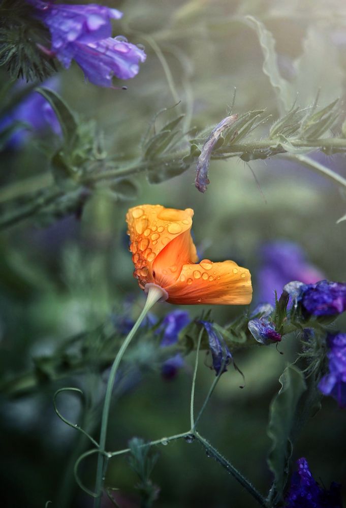 An orange Californian poppy with rain drops on its petals, it’s on a long stem. In the background are some purple Vipers bugloss and some green stems 