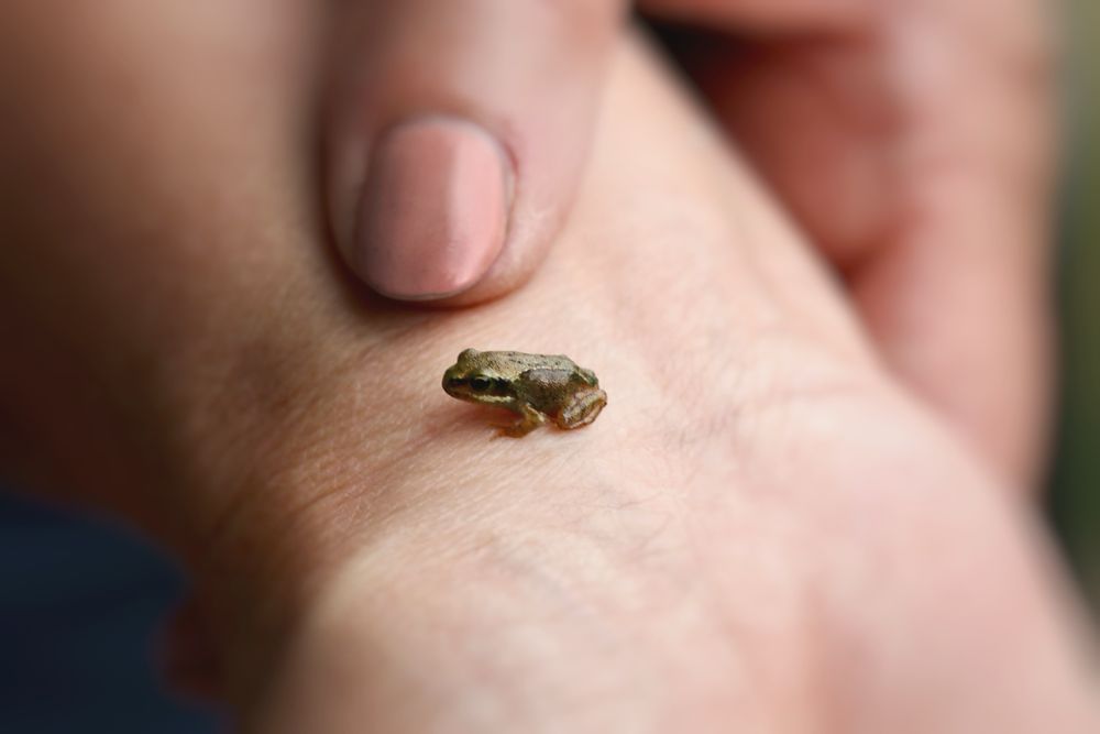 A tiny frog sits on my wrist, behind the frog is my thumb nail to give a sense of scale 