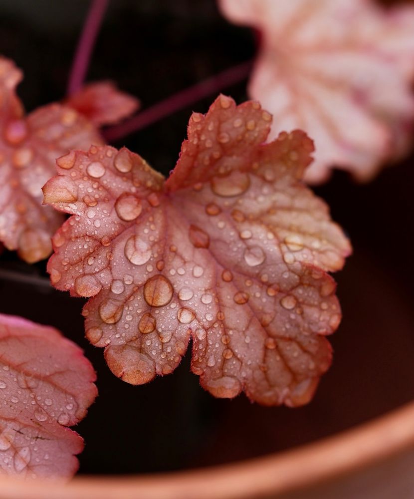 A leaf of a heuchera covered in raindrops 