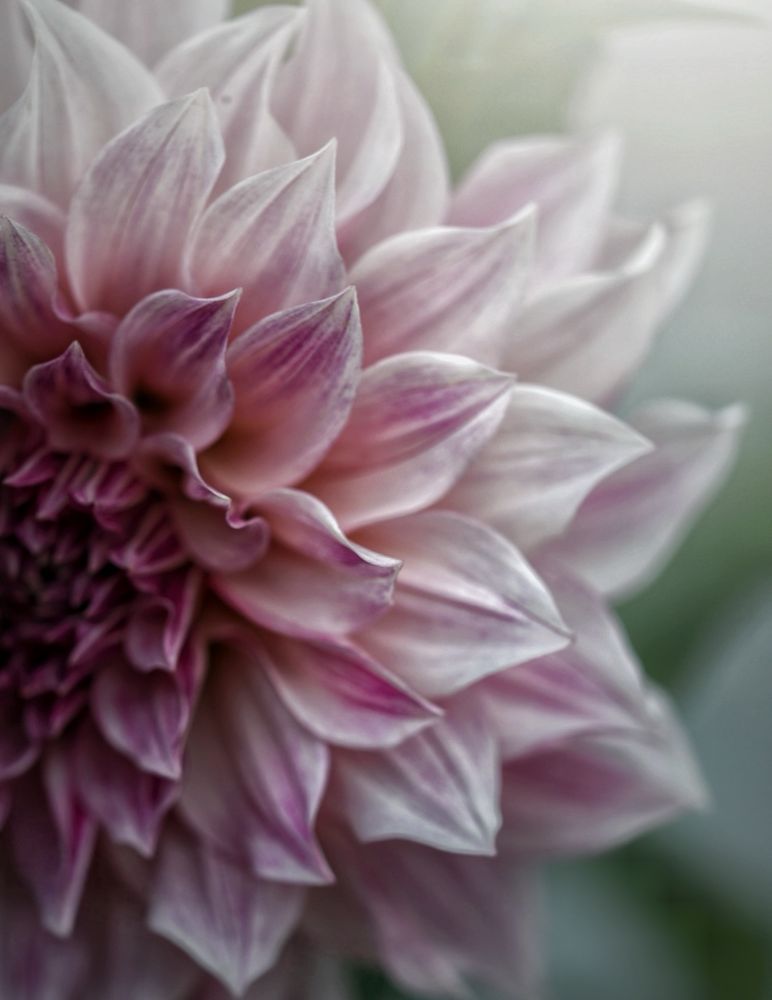 The right hand side of a dahlia bloom. This pink and cream dahlia is called Cafe Au Lait Royal 